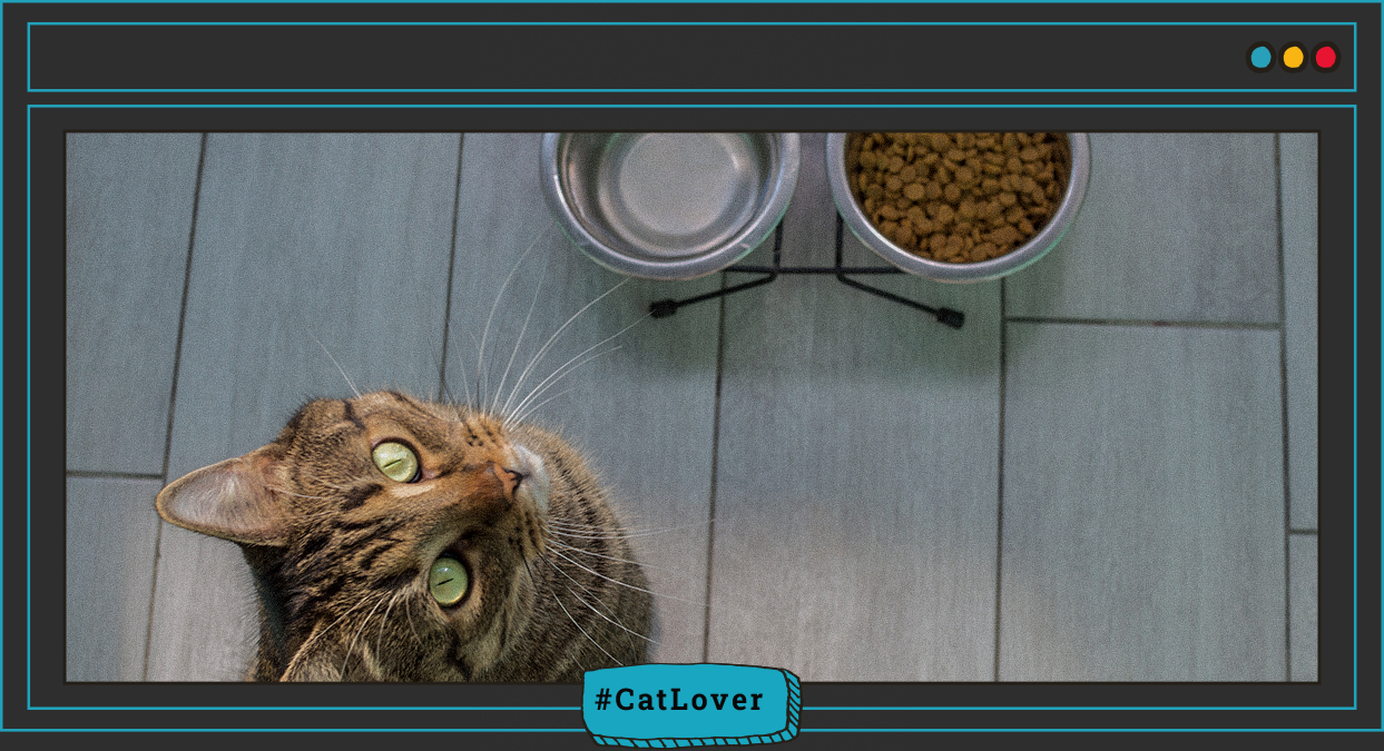 como elegir alimentos humedos para gatos